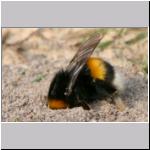 Andrena vaga - Weiden-Sandbiene vs Erdhummel 01.jpg